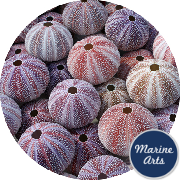 8479/75 - Sea Urchin Cornish Carnival 6-8cm